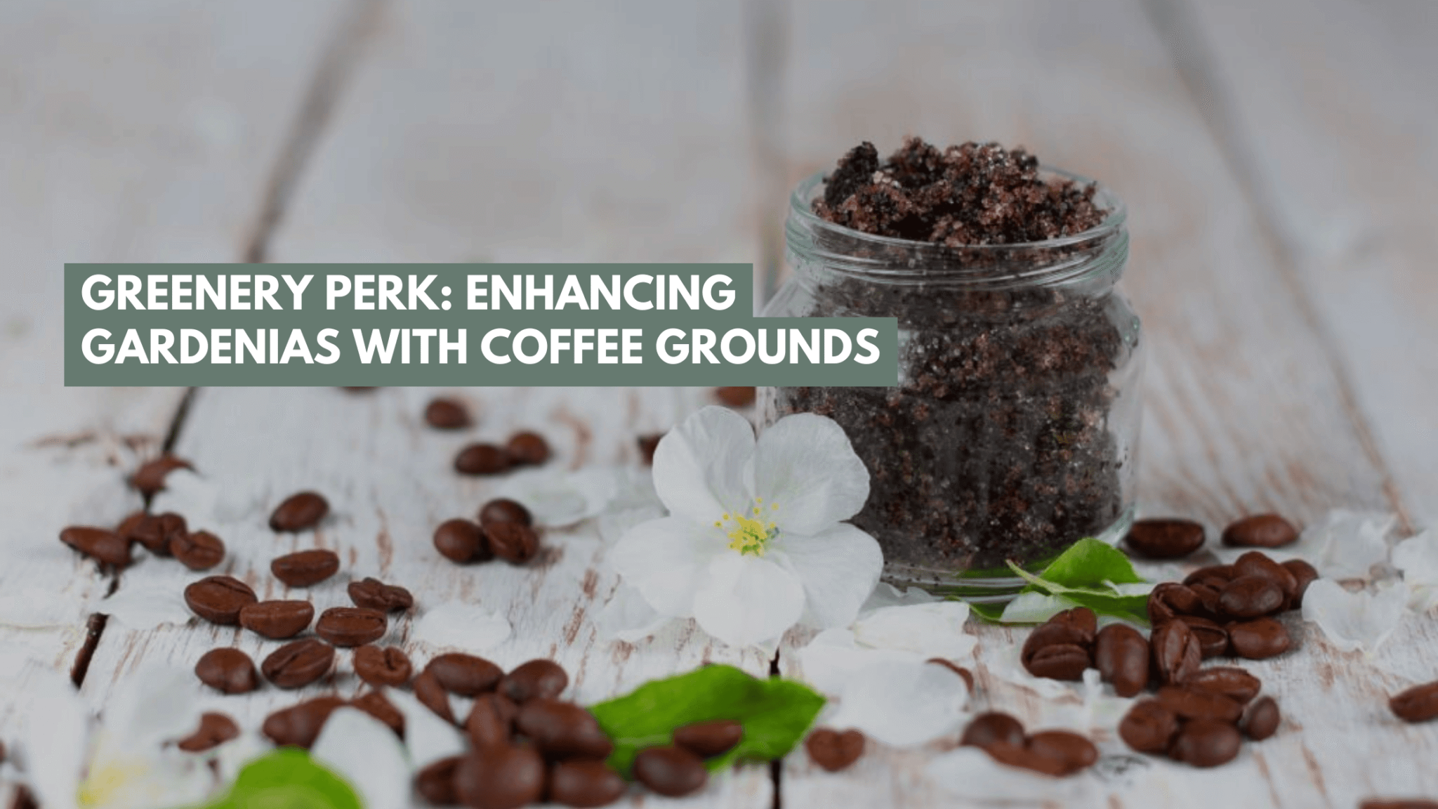 Unlocking the Potential Gardenias Thrive with Coffee Grounds Gardening Tips