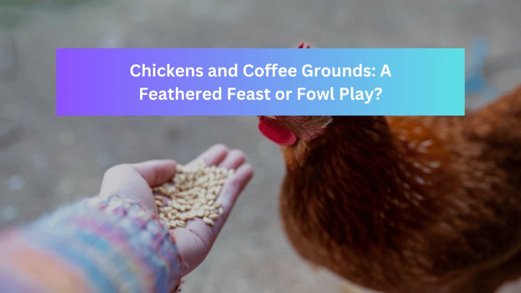 Can chickens eat coffee grounds